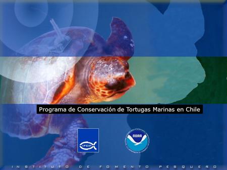 Programa de Conservación de Tortugas Marinas en Chile