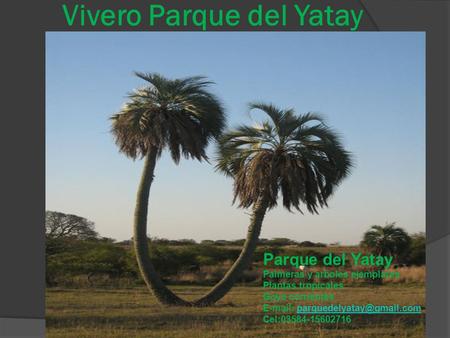 Vivero Parque del Yatay Parque del Yatay Palmeras y arboles ejemplares Plantas tropicales Goya corrientes
