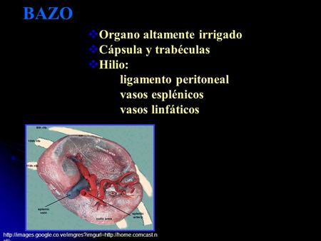 BAZO Organo altamente irrigado Cápsula y trabéculas Hilio: