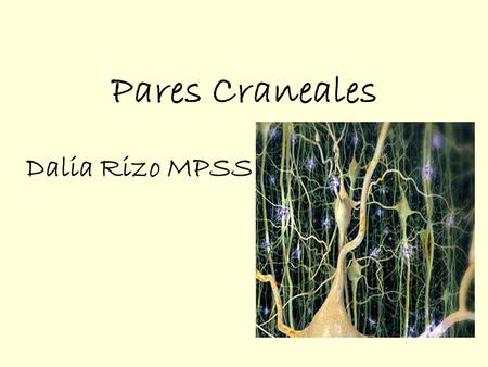 Pares Craneales Dalia Rizo MPSS.