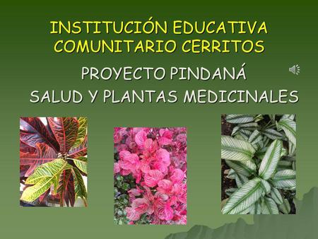 INSTITUCIÓN EDUCATIVA COMUNITARIO CERRITOS PROYECTO PINDANÁ SALUD Y PLANTAS MEDICINALES.