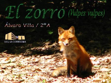 El zorro (Vulpes vulpes) Álvaro Villa / 2ºA.