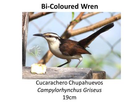 Bi-Coloured Wren Cucarachero Chupahuevos Campylorhynchus Griseus 19cm.