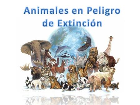 Animales en Peligro de Extinción.