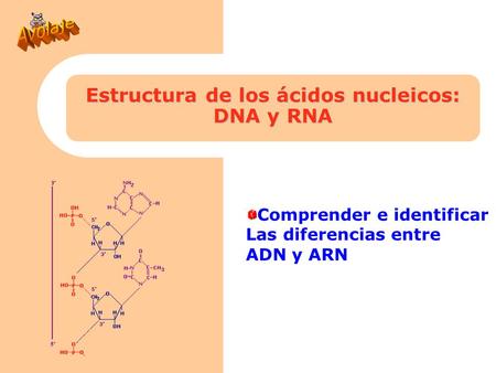 Estructura de los ácidos nucleicos: DNA y RNA Comprender e identificar Las diferencias entre ADN y ARN.