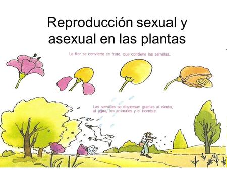 Reproducción sexual y asexual en las plantas