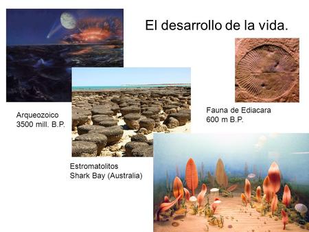 El desarrollo de la vida. Arqueozoico 3500 mill. B.P. Estromatolitos Shark Bay (Australia) Fauna de Ediacara 600 m B.P.