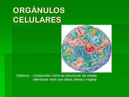 ORGÁNULOS CELULARES Objetivos : -Comprender como se estructuran las células -diferenciar entre una célula animal y vegetal.