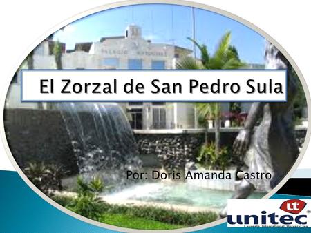 El Zorzal de San Pedro Sula