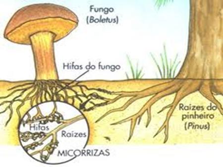 MICORRIZAS Etimológicamente, la palabra se ha formado del término griego “mykos” (hongo) y del vocablo latino “Rhiza” (raíz). Se aplicó por primera vez.