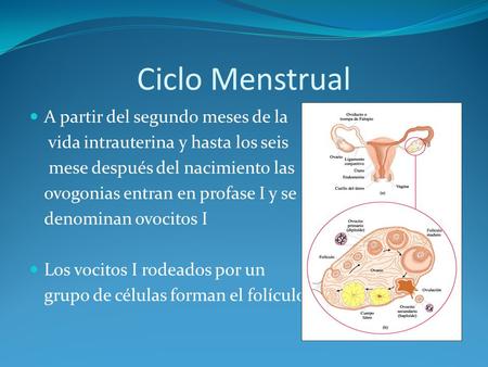 Ciclo Menstrual A partir del segundo meses de la