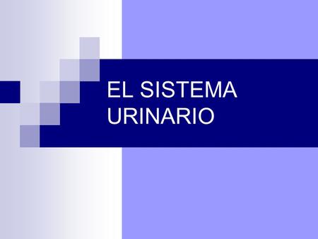 EL SISTEMA URINARIO.