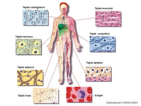 TEJIDOS ANIMALES Cigoto  céls. Totipotentes  cualquier tipo celular  TEJIDOS. Clasificación de los tejidos animales Epitelial Conectivo Muscular Nervioso.