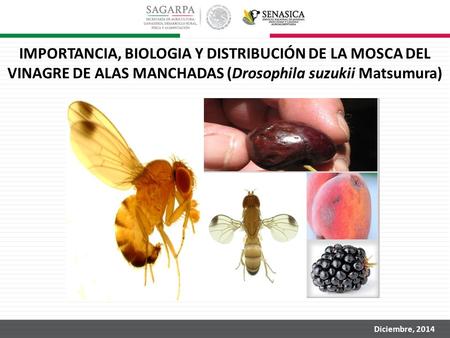 IMPORTANCIA, BIOLOGIA Y DISTRIBUCIÓN DE LA MOSCA DEL VINAGRE DE ALAS MANCHADAS (Drosophila suzukii Matsumura) Diciembre, 2014.