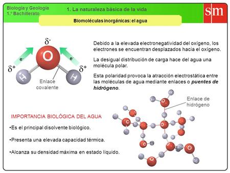 1. La naturaleza básica de la vida Biomoléculas inorgánicas: el agua
