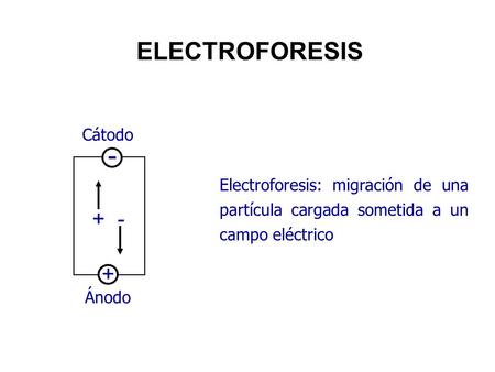 - ELECTROFORESIS + Cátodo