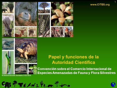 1 Papel y funciones de la Autoridad Científica www.CITES.org © Derechos de autor Secretaría CITES 2010 Convención sobre el Comercio Internacional de Especies.