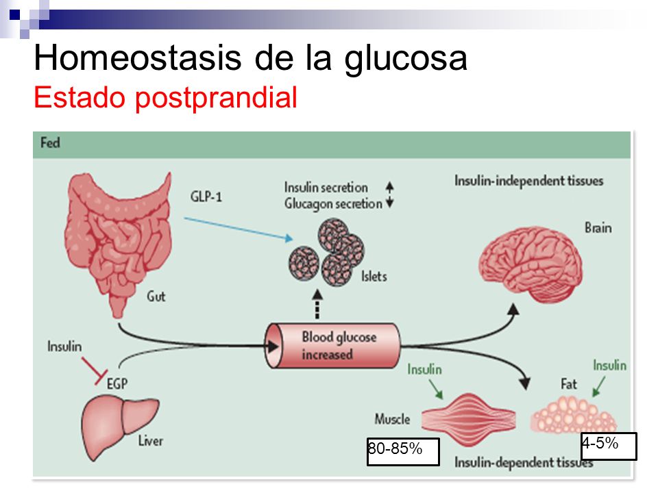 Diabetes Mellitus Fisiopatología - ppt video online descargar Diabetes Mellitus Fisiopatología - ppt video online descargar