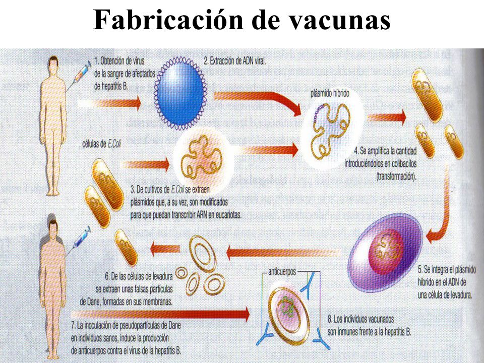 Microorganismos y Biotecnología - ppt video online descargar Microorganismos y Biotecnología - ppt video online descargar