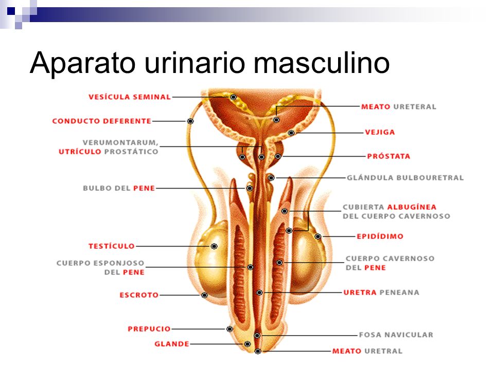 La excreción. - ppt descargar La excreción. - ppt descargar