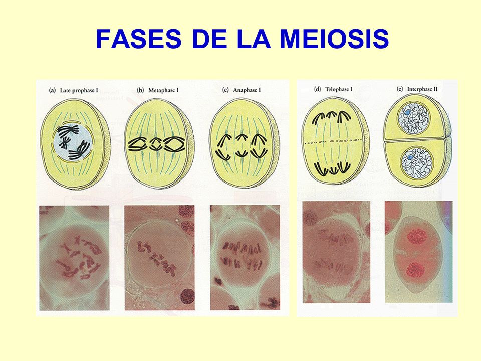 Resultado de imagen de fases meiosis