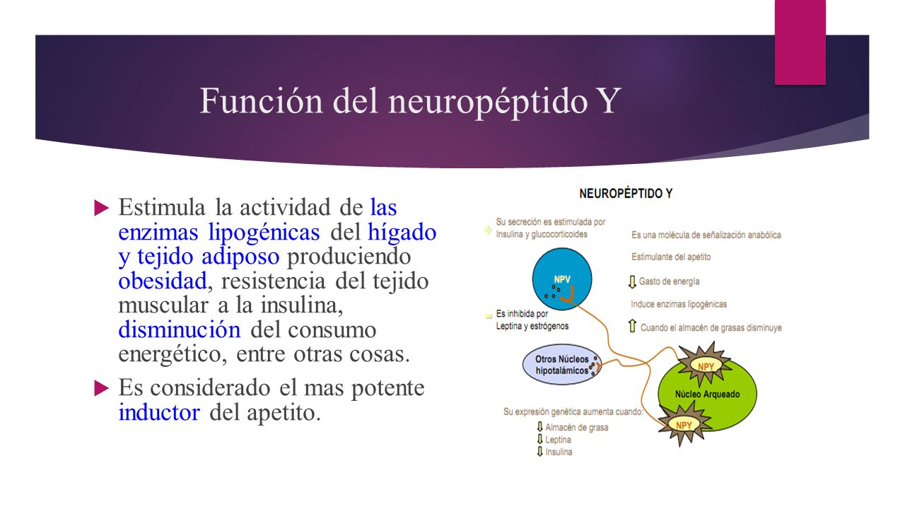 Neuropeptido y Neuropeptido y