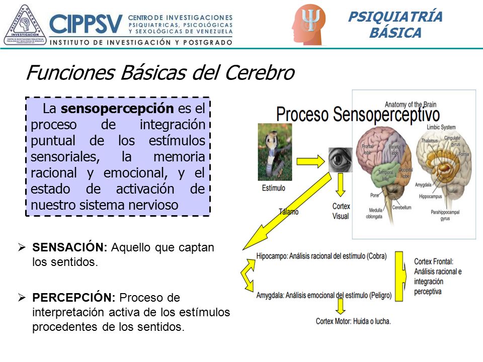 Imagenes Sensoriales Sinestésicas | funciones b 225 sicas del cerebro ppt video online descargar Imagenes Sensoriales Sinestésicas | funciones b 225 sicas del cerebro ppt video online descargar