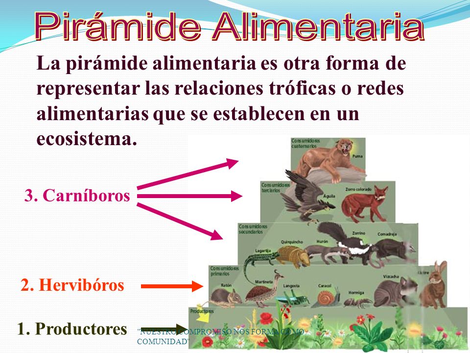 cadenas y redes alimenticias ppt comunidad y redes alimentarias ppt video online descargar cadenas y redes alimenticias ppt comunidad y redes alimentarias ppt video online descargar
