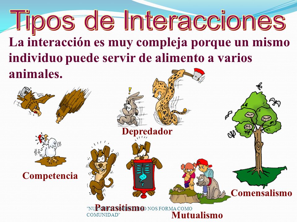 cadenas y redes alimenticias ppt comunidad y redes alimentarias ppt video online descargar cadenas y redes alimenticias ppt comunidad y redes alimentarias ppt video online descargar