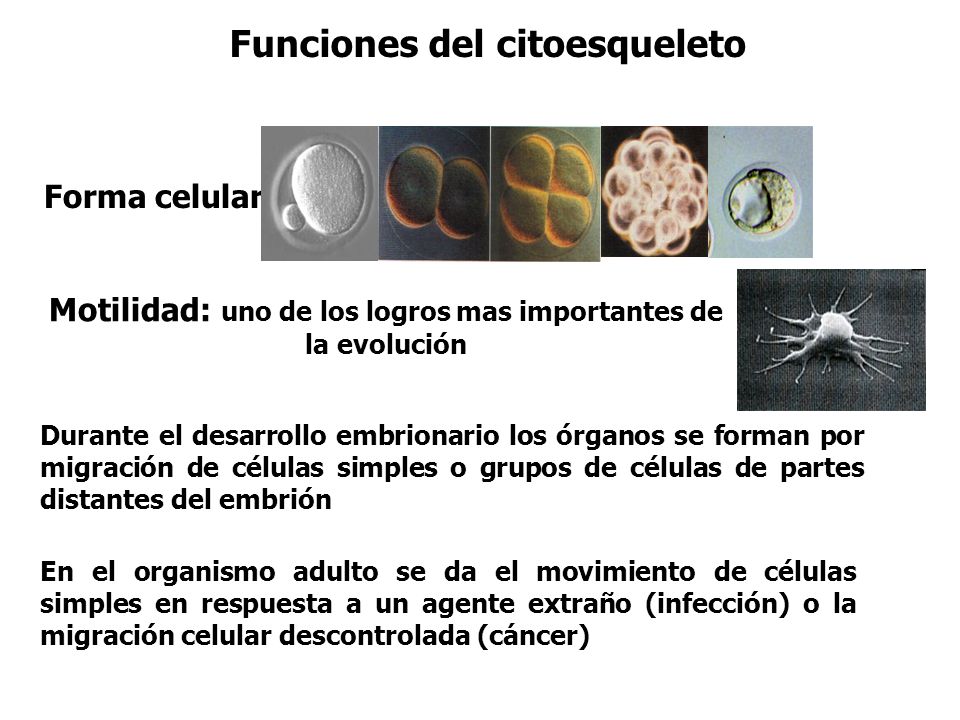 Citoplasma Representa la masa celular de la célula. - ppt Citoplasma Representa la masa celular de la célula. - ppt