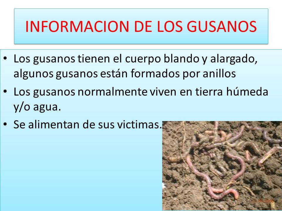 ANIMALES INVERTEBRADOS - ppt video online descargar ANIMALES INVERTEBRADOS - ppt video online descargar