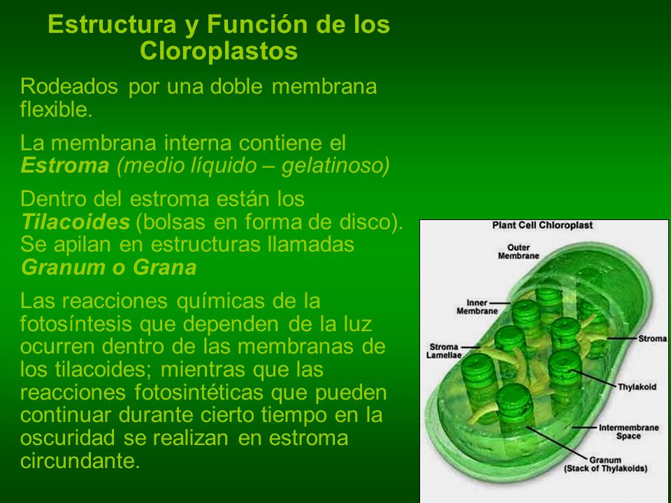 Estructura de los cloroplastos en la fotosintesis 65 Estructura de los cloroplastos en la fotosintesis 69
