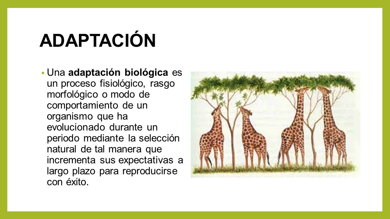 Evolucin biolgica - Wikipedia, la enciclopedia libre