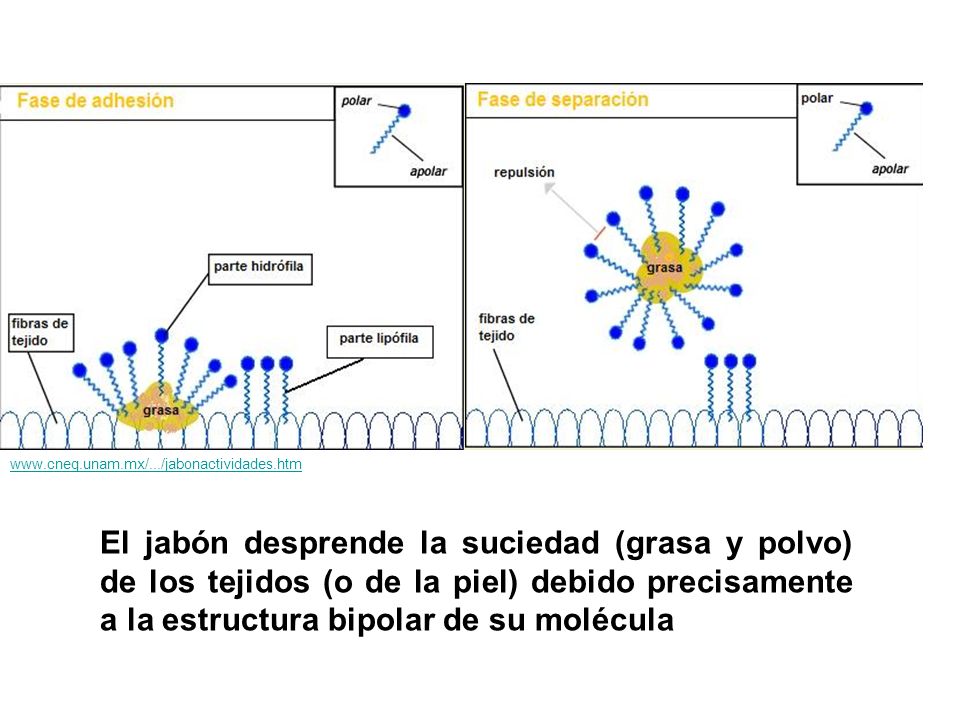 La grasa de leche ayuda adelgazar