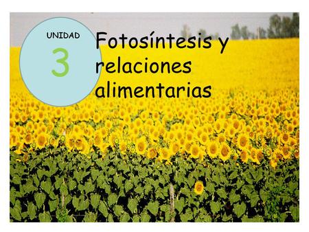 Fotosíntesis y relaciones alimentarias UNIDAD 3.
