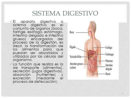 SISTEMA DIGESTIVO El aparato digestivo o sistema digestivo es el conjunto de órganos (boca, faringe, esófago, estómago, intestino delgado e intestino grueso)