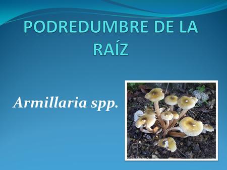 PODREDUMBRE DE LA RAÍZ Armillaria spp..