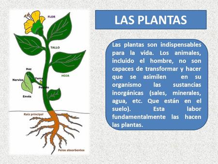 LAS PLANTAS Las plantas son indispensables para la vida. Los animales, incluido el hombre, no son capaces de transformar y hacer que se asimilen en su.