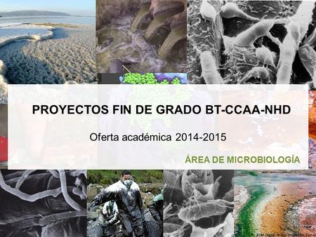 1 ÁREA DE MICROBIOLOGÍA Oferta académica 2014-2015 PROYECTOS FIN DE GRADO BT-CCAA-NHD.