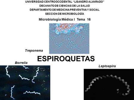 ESPIROQUETAS Microbiología Médica I Tema 16 Treponema Borrelia