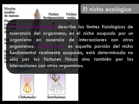 El nicho ecológico El nicho fundamental describe los límites fisiológicos de tolerancia del organismo; es el nicho ocupado por un organismo en ausencia.
