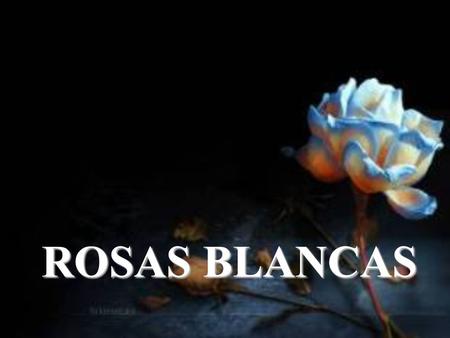 ROSAS BLANCAS.