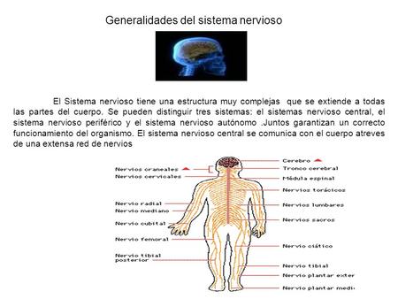 Generalidades del sistema nervioso