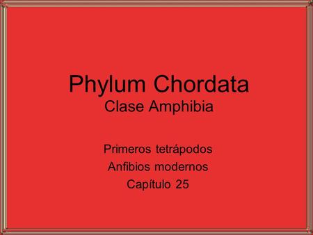 Phylum Chordata Clase Amphibia