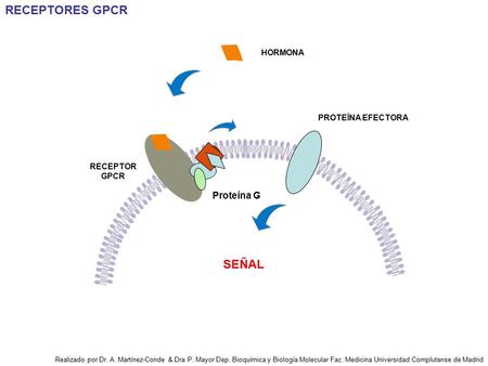 RECEPTORES GPCR SEÑAL Proteína G HORMONA PROTEÍNA EFECTORA RECEPTOR