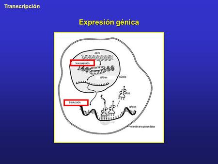 Transcripción Expresión génica. Transcripción ADN versus ARN.