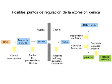 Posibles puntos de regulación de la expresión génica