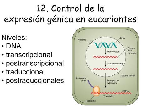12. Control de la expresión génica en eucariontes