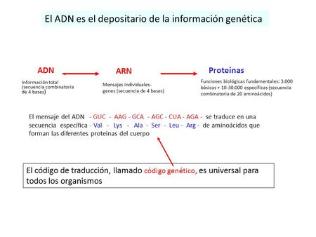 El ADN es el depositario de la información genética