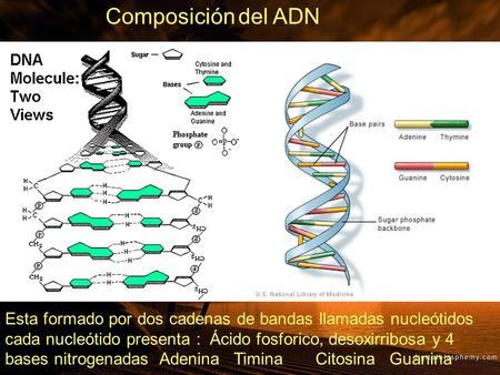 Composición del ADN Esta formado por dos cadenas de bandas llamadas nucleótidos cada nucleótido presenta : Ácido fosforico, desoxirribosa y 4 bases nitrogenadas.